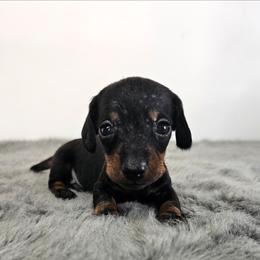 SUPER TINY Black and tan male. - Black and tan male Dachshund puppy in Belle Rive, Illinois from Akin's Miniature Dachshunds, LLC