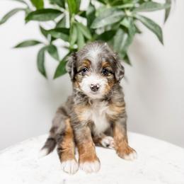 Uncle Sam - Blue merle male Aussiedoodle puppy in Sharpsburg, Georgia from Steindoodles