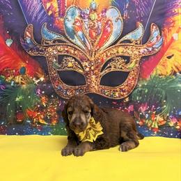 Yellow - Sable female Poodle puppy in Houma, Louisiana from Smart Azz Poodles