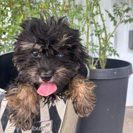 Nina - Black phantom female Aussiedoodle puppy in Austin, Texas from Doodles of Central Texas