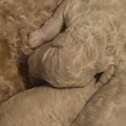 Boy 5 - male Labradoodle puppy in Toledo, Washington from Bigfoot Doodles