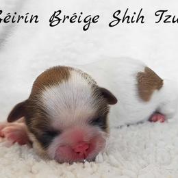 AKC Red & White Parti Male #2 - Red and white male Shih Tzu puppy in Las Vegas, Nevada from Beirin Breige Shih Tzus