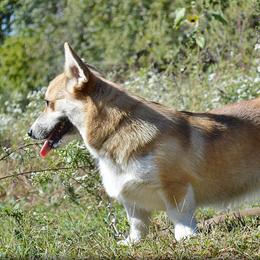 Vanna - Pembroke Welsh Corgi