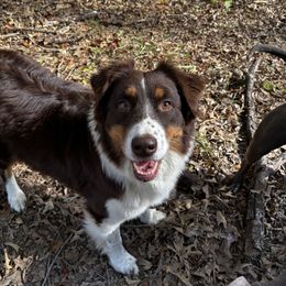 Reina - Australian Shepherd