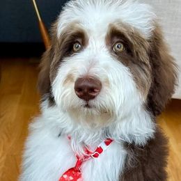 Aussiedoodles and Australian Mountain Doodles from Signature Doodles