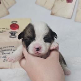 Neville Longbottom- full length tail - Sable male Pembroke Welsh Corgi puppy in Deming, New Mexico from Dragon Ridge Corgis