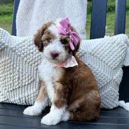 Lemon - Brown and white female Sheepadoodle puppy in Argillite, Kentucky from DeAnna’s Doodles
