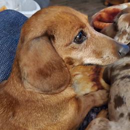 Dachshunds from Matzke Little Love Bugs