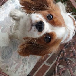 Cavalier King Charles Spaniels, Cavapoos, Goldendoodles, and Poodles from Angel Breed Solutions