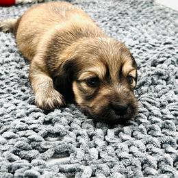 Dachshund Puppies from Dachshund Family Love Breeders
