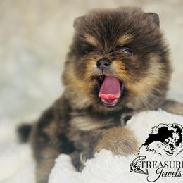 Pomeranian Puppies from Treasured Jewels Pomeranians