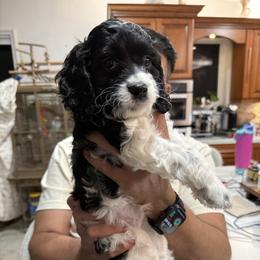 Shadow - Black and white male Cockapoo puppy in Miami, Florida from Peshos Cockapoos