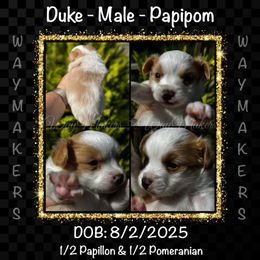 Duke - White and lemon male Papillon puppy in Rocky Top, Tennessee from WayMaker Papillons & Poodles