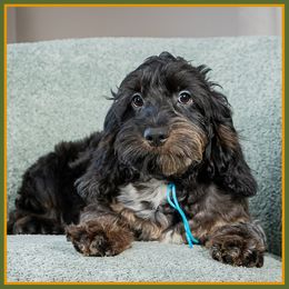 Juan - Merle male Cockapoo puppy in Connersville, Indiana from Deaz Doodle Ranch