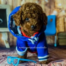 Poodle Puppies from Southern Girls Poodles