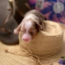 Reef - Red merle male Miniature Australian Shepherd puppy in California, Kentucky from Sonlight Ridge Aussies