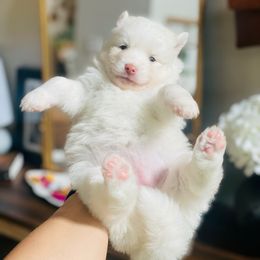 Nanook - White female Pomsky puppy in Greenville, South Carolina from Thicketty Mountain Pomskies
