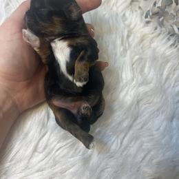 Girl 1 - Black and tan female Shih Tzu puppy in Tenino, Washington from Fantasy Realm Shih Tzus