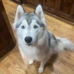 Deva - Siberian Husky