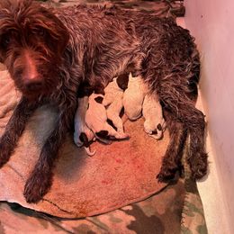Wirehaired Pointing Griffon Puppies from High Point Griffons