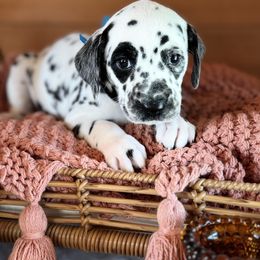 Male picking spot 4 - White and black male Dalmatian puppy in Hawkins, Texas from Snow Dalmatians