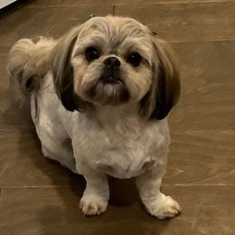 Shih Tzus from G & C House of Royal Queens and Kings