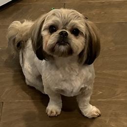 Shih Tzus from G & C House of Royal Queens and Kings