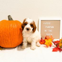 Pumbaa - Red  male Goldendoodle puppy in Kissimmee, Florida from Poodle Doodle Kennels