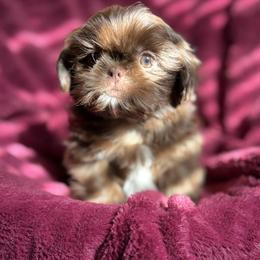 Professor - Chocolate male Shih Tzu puppy in Las Vegas, Nevada from Vegas Shih Tzus