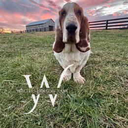 Sunny - Basset Hound
