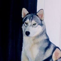 Isabell - Siberian Husky
