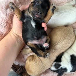 Loui - Black and tan male Havapoo puppy in Spokane, Washington from Havaluv Puppies