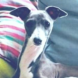 Willow - Italian Greyhound