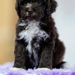 Juniper - Brown female Lagotto Romagnolo puppy in Seymour, Missouri from Terra Incognita