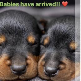 Girl 1 Blue-Rust - Blue and rust female Doberman Pinscher puppy in Mc Cook, Nebraska from Morningstar Kennel