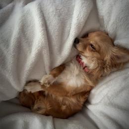 Rosie - Red female Chihuahua puppy in South Bend, Indiana from Royalty Kennels