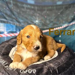 Ferrari - Apricot male Goldendoodle puppy in Chelan, Washington from North Cascades Doodles