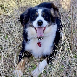 Gracie - Miniature Australian Shepherd