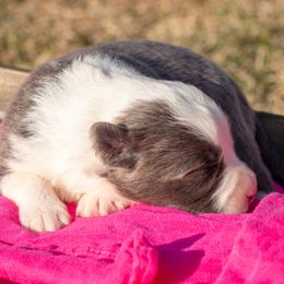 Kiki - Border Collie puppy in Twin Cities Area, Minnesota from Astoria Canines