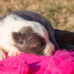 Kiki - Border Collie puppy in Twin Cities Area, Minnesota from Astoria Canines