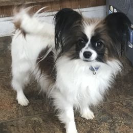 Shade - Papillon