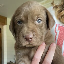 Orange Boy - Chocolate Labrador Retriever puppy in Nicholasville, Kentucky from Old Railroad Labs