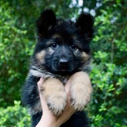 Jinx - Black and red female German Shepherd puppy in Canton, Texas from WILDWOOD GERMAN SHEPHERDS