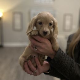 Dachshund Puppies from Doxiecru