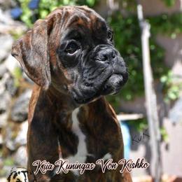 Kiia - Boxer