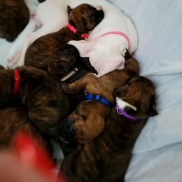 Boxer Puppies from Keen Boxers