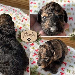Mario - Black male Poodle puppy in Athens, Tennessee from Paws & Kisses