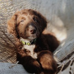 Cy - Aussiedoodle puppy in Viola, Idaho from LaFarm Doodles
