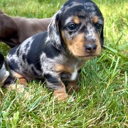Dachshund Puppies from Weenie Bros