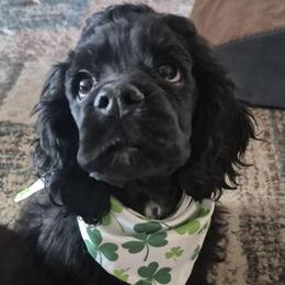 Dasher - Black male Cocker Spaniel puppy in Bonneville County, Idaho from Dream Catcher Cockers